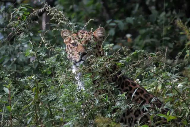 宁夏六盘山自然保护区首次近距离拍到金钱豹！