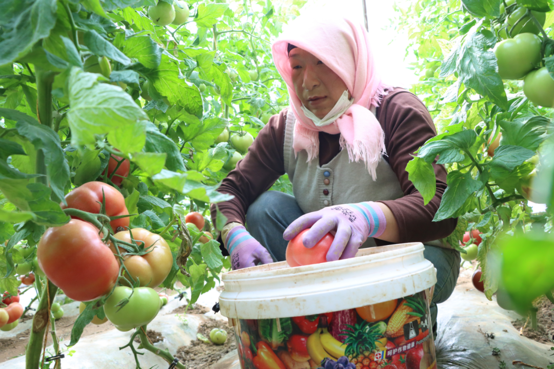 原州区黄铎堡镇大棚西红柿喜获丰收